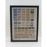 A COLLECTION OF 65 BUTTERFLIES (European). Ex.Coll. D.L. Keningale, to include; Series of Adonis