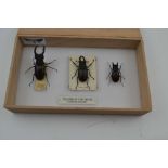 THE ENGLISH STAG BEETLE (Lucanus cervus). 3 Specimens MALE: IMPRESSIVE SPECIMEN, data CHESHUNT, 25.