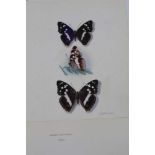 DAVID L. KENINGALE A rare original Watercolour plate illustrating PURPLE EMPEROR (A patura iris)