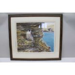 BRUCE PEARSON "Peregrine on Cornish Cliffs". Watercolour, signed, 29 x 49cm, double mounted in