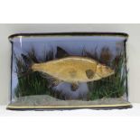 BREAM modelled in reeded naturalistic setting before a painted backdrop, in shaped display case,