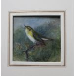 ATTRIBUTED TO JOSEPH WOLF "Songbird", Watercolour, unsigned, decoratively mounted, unframed
