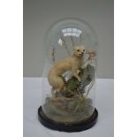 A STOAT, modelled on groundwork base, under glass dome, overall height 36cm high
