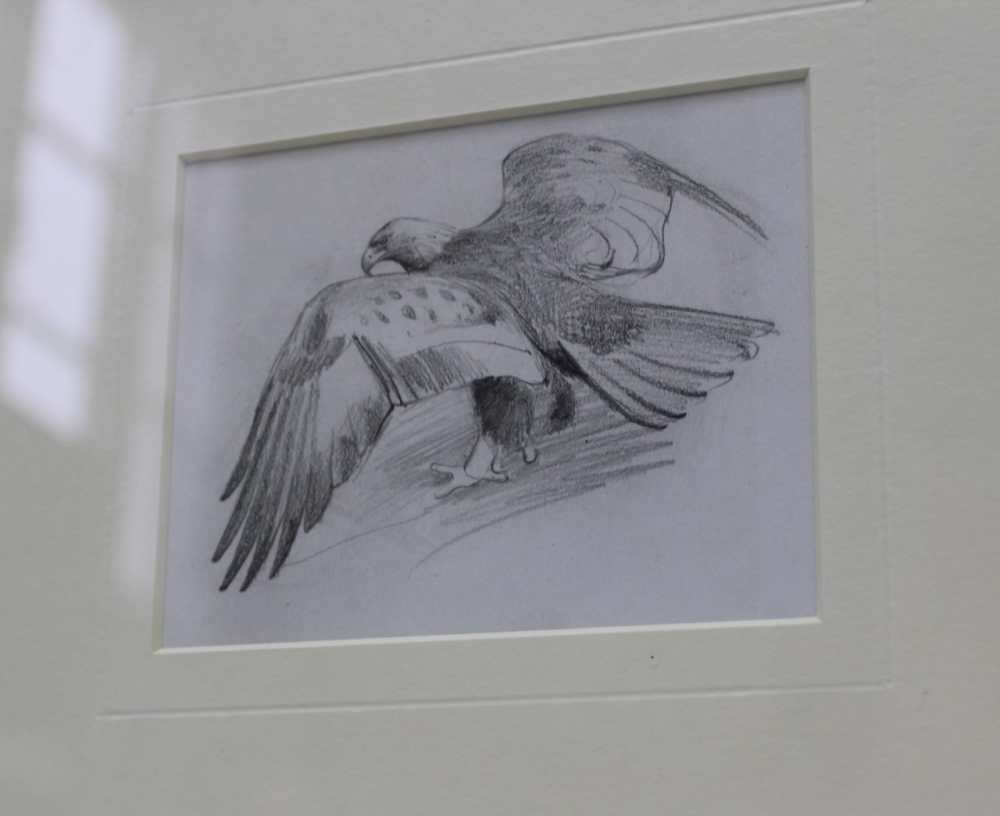 JOHN C. HARRISON "Golden Eagle". Pencil drawing, 8.5 x 11cm, mounted in limed oak glazed frame - Image 2 of 3