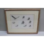 JOHN C. HARRISON "Studies - Golden Eagles". Pencil drawings, signed (in pencil) 23 x 33cm, mounted