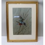EDWIN PENNY (b.1930) 'Kingfisher', Watercolour study, 36cm x 25cm, signed, plain mounted in gilt