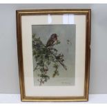 EDWIN PENNY (b.1930) 'Robin', Watercolour study, 36cm x 25cm, signed, plain mounted in gilt frame,