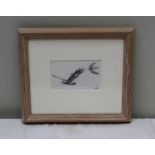 JOHN C. HARRISON "Golden Eagle being Mobbed". Pencil drawing, 6.5 x 11cm, mounted in glazed frame (