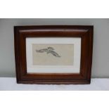 JOHN C. HARRISON "Golden Eagle in Flight". Pencil drawing, 9 x 17cm, mounted in oak glazed frame