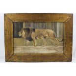 PHILIP WILSON SMITH 'A Prisoned King', a caged lion. Watercolour painting, signed and dated 1900,