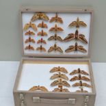 AN IMPRESSIVE HAWK MOTH COLLECTION OF OVER 50 SPECIMENS, 6 foreign full data, French Guana,