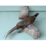 A PAIR OF TAXIDERMY OPEN MOUNTED WALL HANGING COCK & HEN PHEASANTS, each mounted on a bare branch