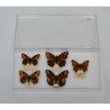 FIVE WILD CAPTURED BUTTERFLY ABERRATIONS, Small tortoiseshell (extreme) Haysford August 1953,