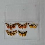 A SET OF FIVE TIGER MOTHS, Garden Tiger, and Cream Spot tiger showing variation and aberration,