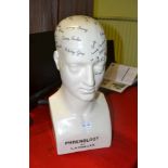 A REPRODUCTION POTTERY PHRENOLOGY MALE HEAD