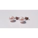A pair of pearl stud earrings. IMPORTANT: Online viewing and bidding only. No in person collections,
