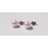 A pair of pearl stud earrings. On line viewing and bidding only. No in person collections, an