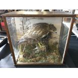 A taxidermy buzzard with prey, in glass panelled display case with painted background and mounted on