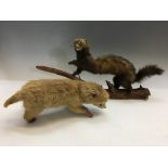 Two taxidermy weasels, one with brown fur mounted on log, one pup with bleached fur. IMPORTANT: