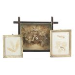 Three 19th Century framed seaweed displays, comprising a shadow framed basket of seaweed, the