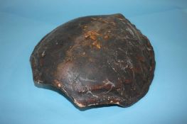 An unworked Turtle Shell, circa 1920s (Article 10 Transaction Specific Certificate available to