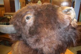 A wall mounted Buffalo head and a Buffalo skin