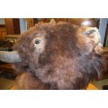 A wall mounted Buffalo head and a Buffalo skin