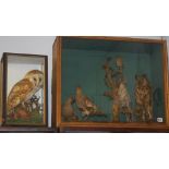 Two cased taxidermy studies, various Birds