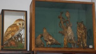 Two cased taxidermy studies, various Birds