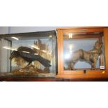 Two cased taxidermy studies, a Rook and a Mongoose