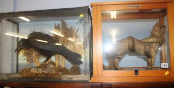 Two cased taxidermy studies, a Rook and a Mongoose