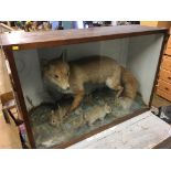 Cased taxidermy study of a Fox and a Rabbit