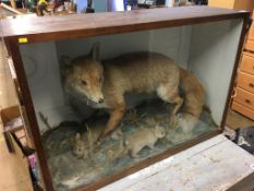 Cased taxidermy study of a Fox and a Rabbit