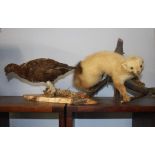 Taxidermy studies, Pheasant and a Ferret