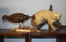 Taxidermy studies, Pheasant and a Ferret