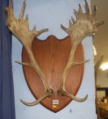 Pair of mounted antlers