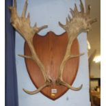 Pair of mounted antlers