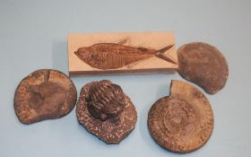 Collection of fossils, including a fish, ammonite etc.
