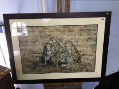 Simon Combes, print of three Cheetahs, 54 x 80cm