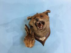 A mounted fox head (Coniston Fox Hounds 1941) and a rabbits head (2)