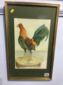 R. Robinson, watercolour, signed, dated 1984, 'Golden Duckwing Champion 1802', 31 x 20cm