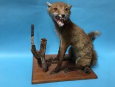 Taxidermy; study of a fox