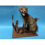 Taxidermy; study of a fox