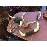 Various horns and antlers