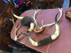 Various horns and antlers