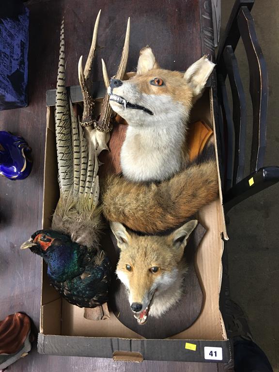 Taxidermy; including two foxes etc.