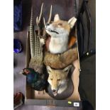 Taxidermy; including two foxes etc.