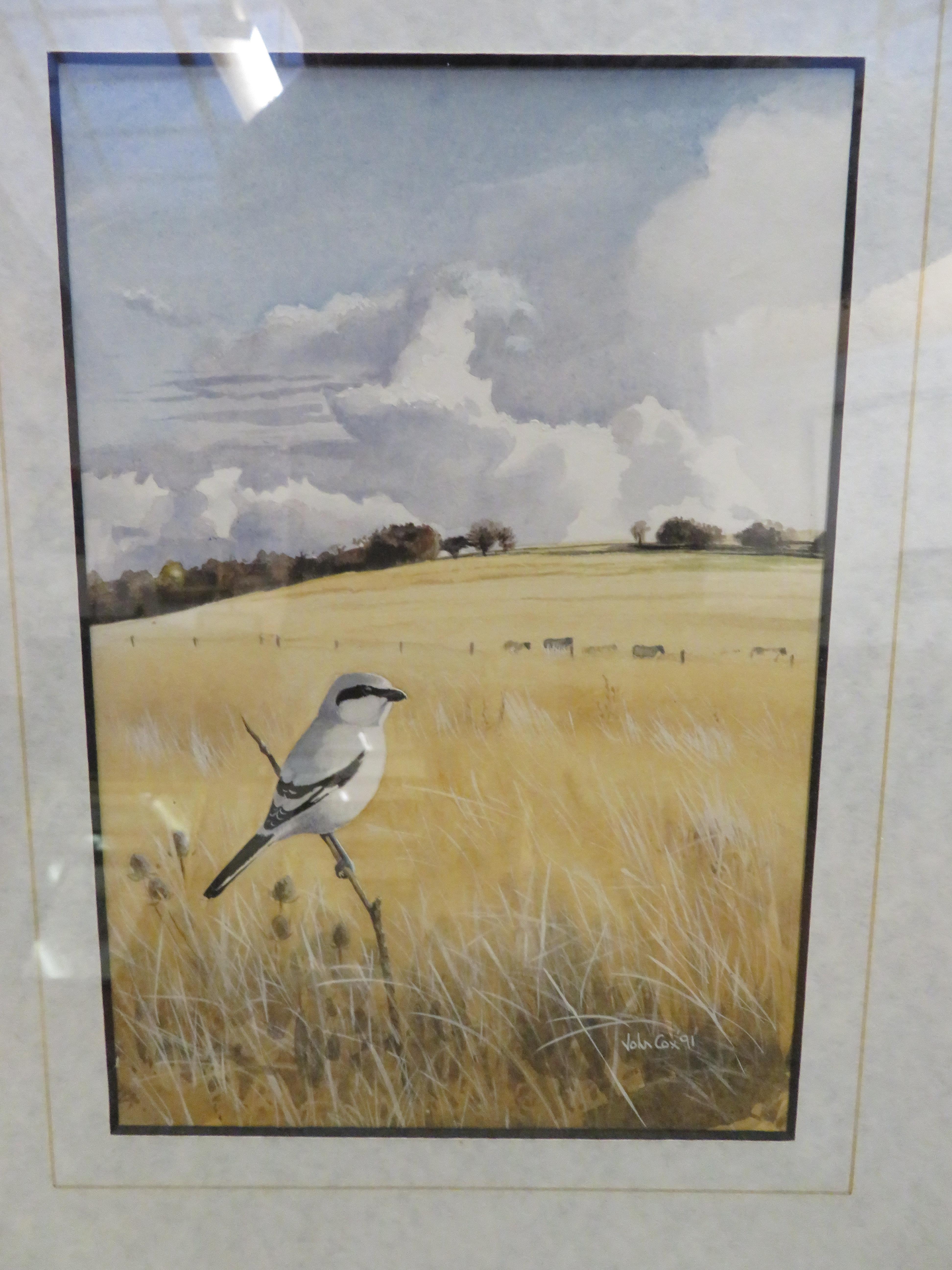 John cox S.W.L.A The great grey shrike