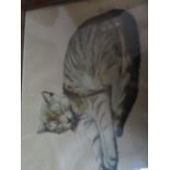 Early watercolour of a cat