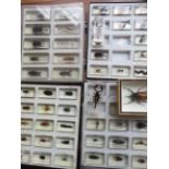 Good collection of case specimens